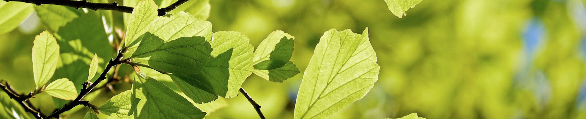 BOISESJARDINS_header_avantages